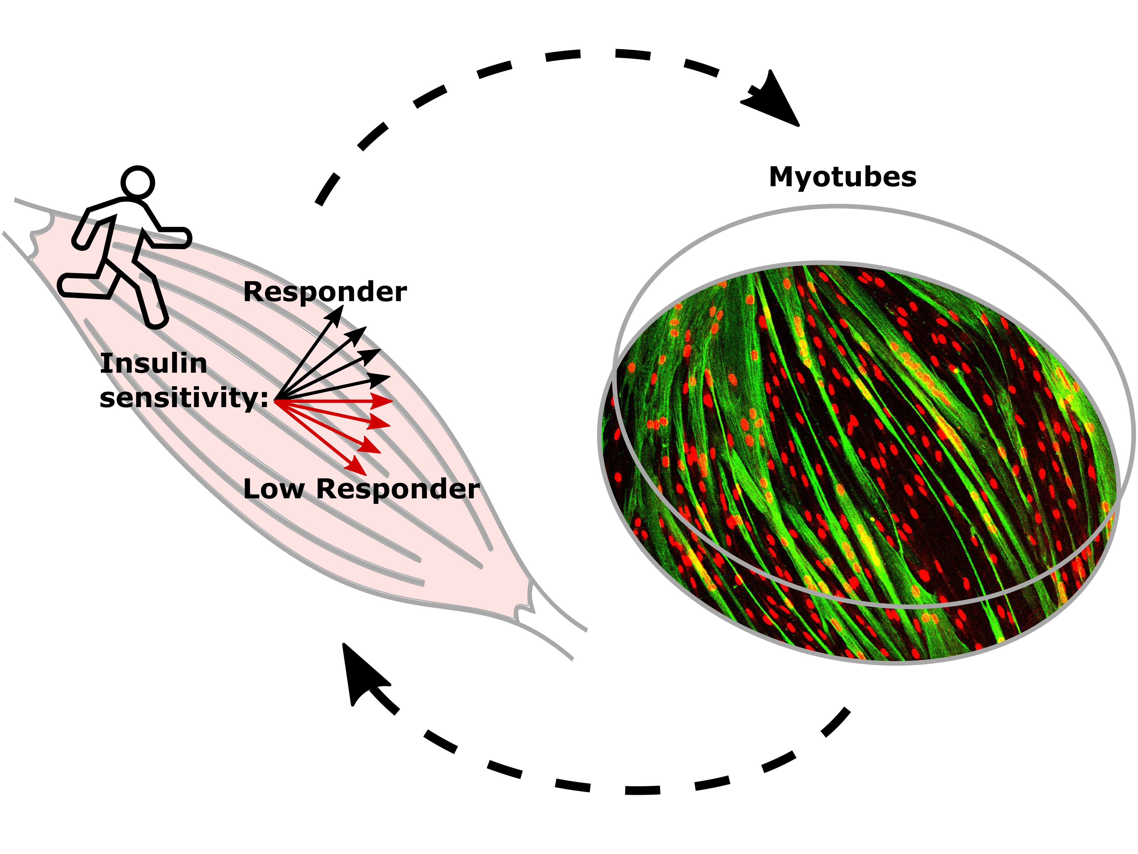 Helmholtz Munich | ©Simon Dreher (IDM)