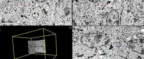 211013_NEWS_EM_Atlas_Nature_Fig.1