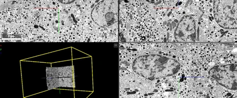 211013_NEWS_EM_Atlas_Nature_Fig.1