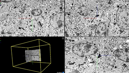 211013_NEWS_EM_Atlas_Nature_Fig.1