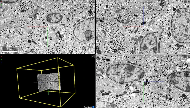 211013_NEWS_EM_Atlas_Nature_Fig.1