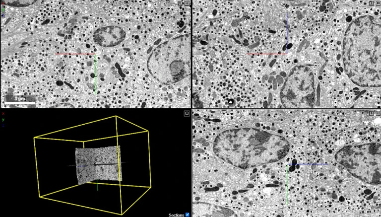 211013_NEWS_EM_Atlas_Nature_Fig.1