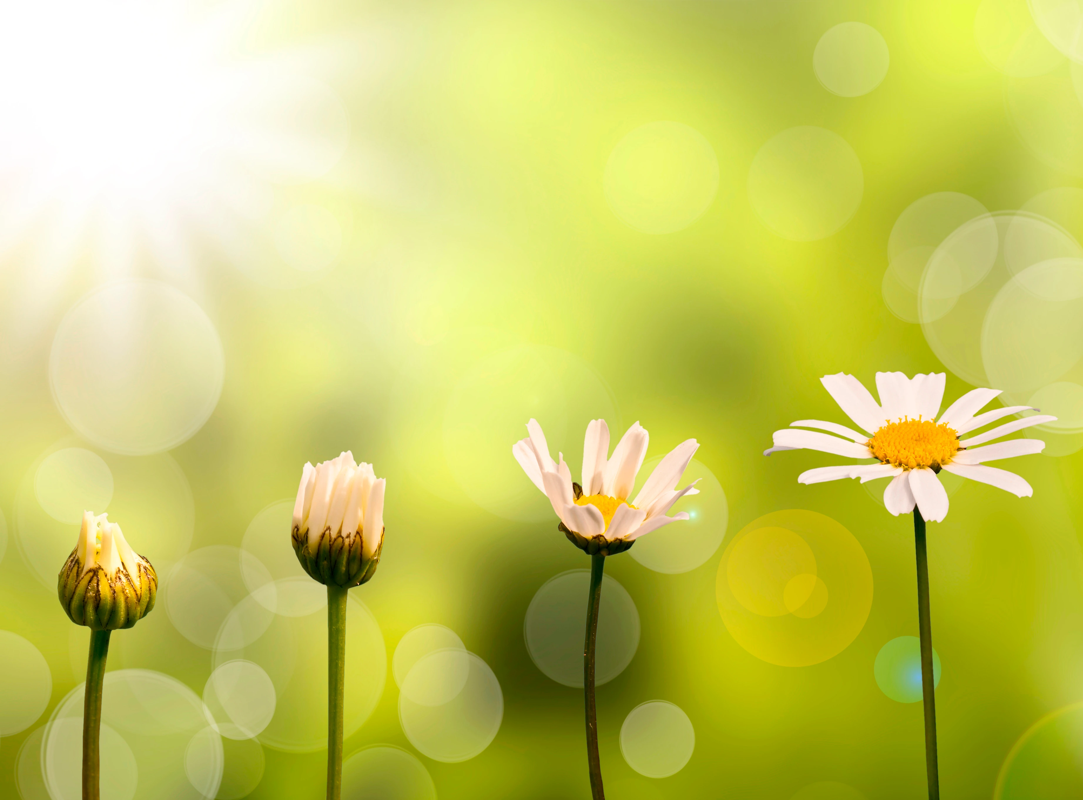 Entwicklungs- und Wachstumsschritte eines Gänseblümchens, grüner Hintergrund und Sonnenschein.