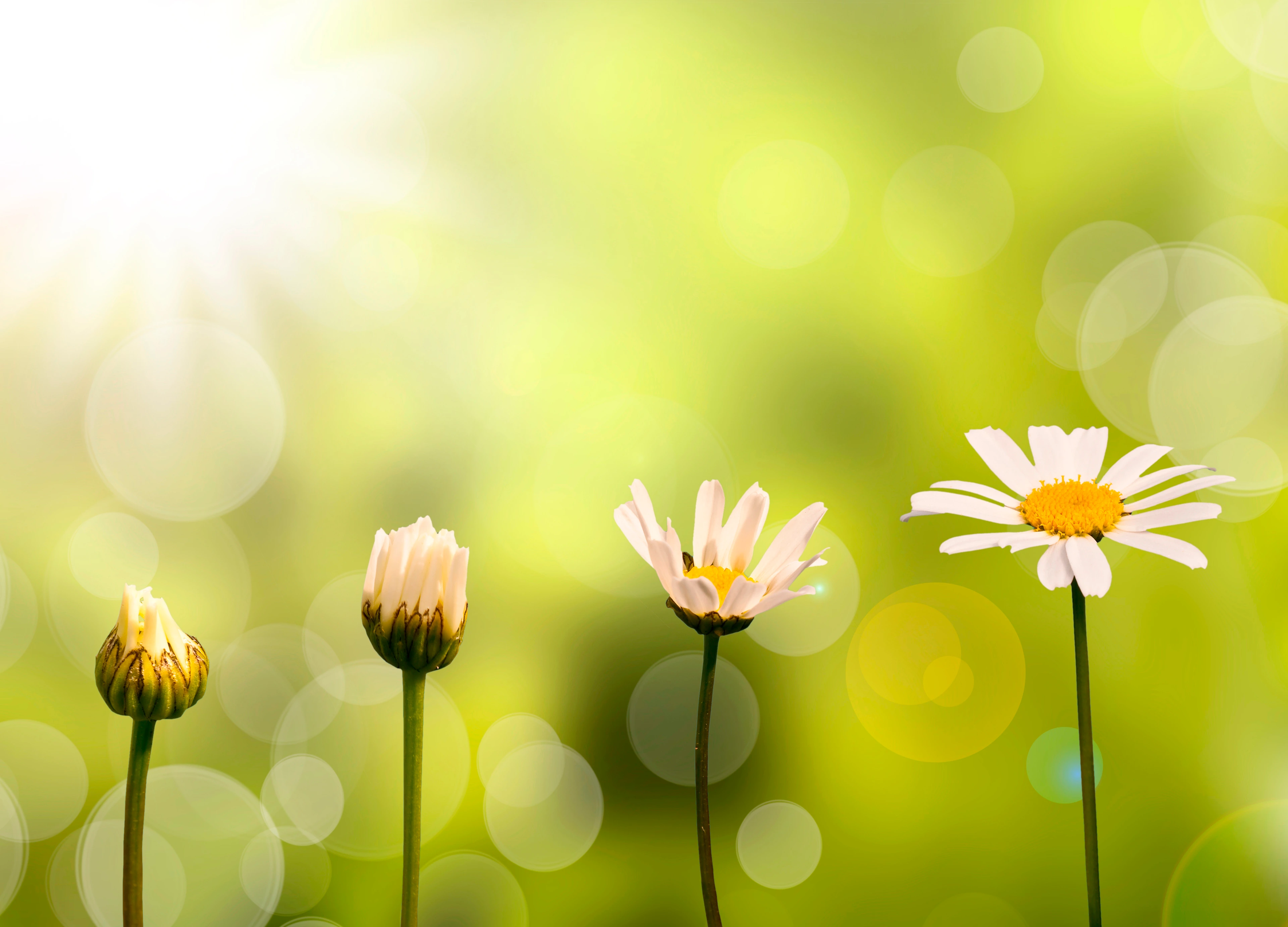 Entwicklungs- und Wachstumsschritte eines Gänseblümchens, grüner Hintergrund und Sonnenschein.