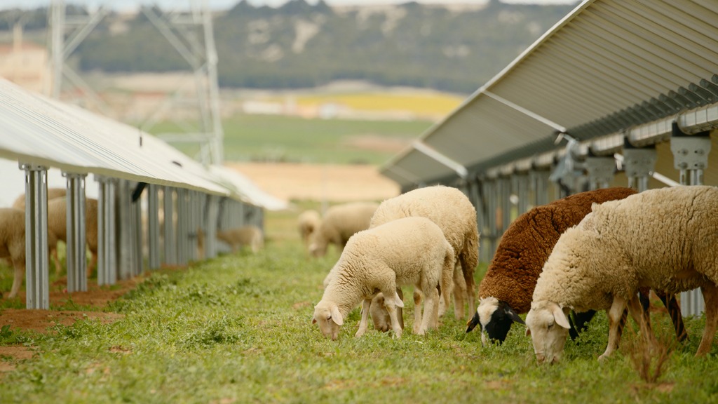 Pâturage ovin sous panneaux solaires