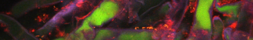 Institutsbild COMI - EHC Department