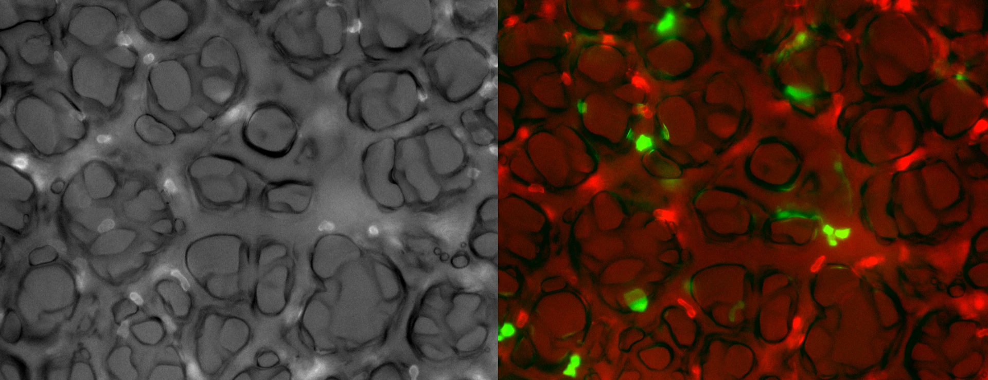 stage-picture-rehberg-lab-lhi