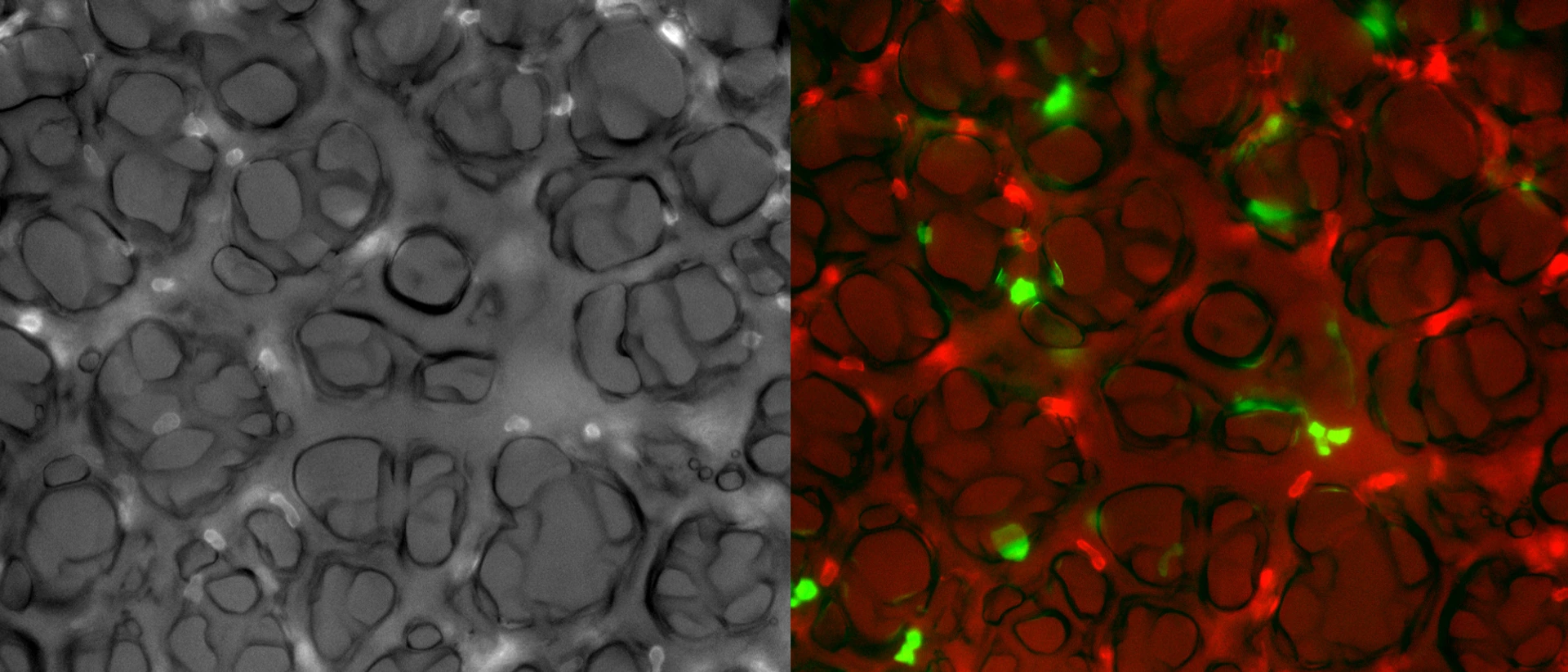 stage-picture-rehberg-lab-lhi