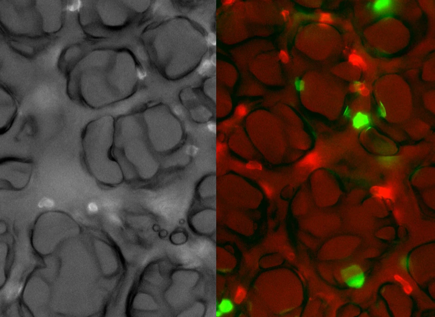 stage-picture-rehberg-lab-lhi