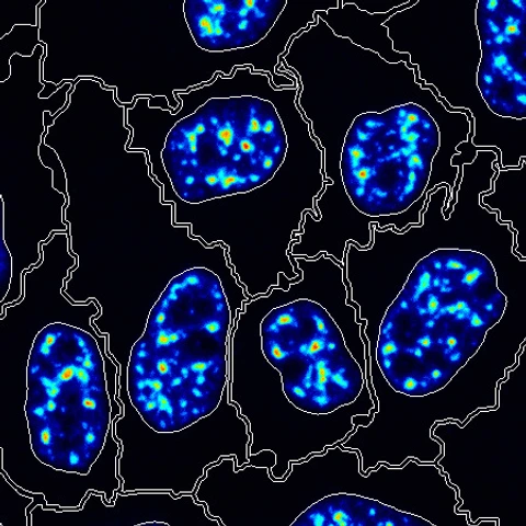 Battich_Lab_Picture_cell_segmentation