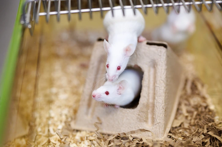 Playing mice