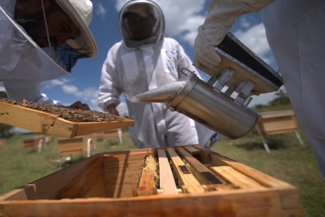 Süßer Ertrag für die Bürger von Los Cuervos dank PV