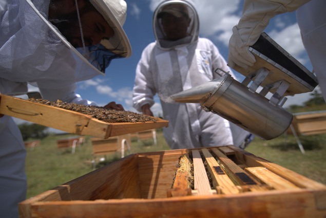 Los Cuervos solar park
