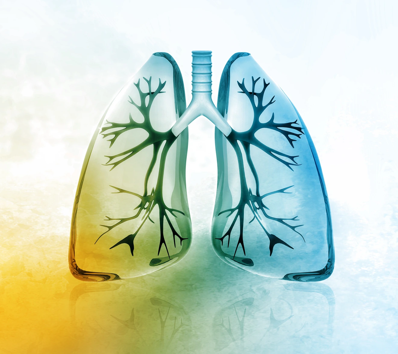 Human lungs