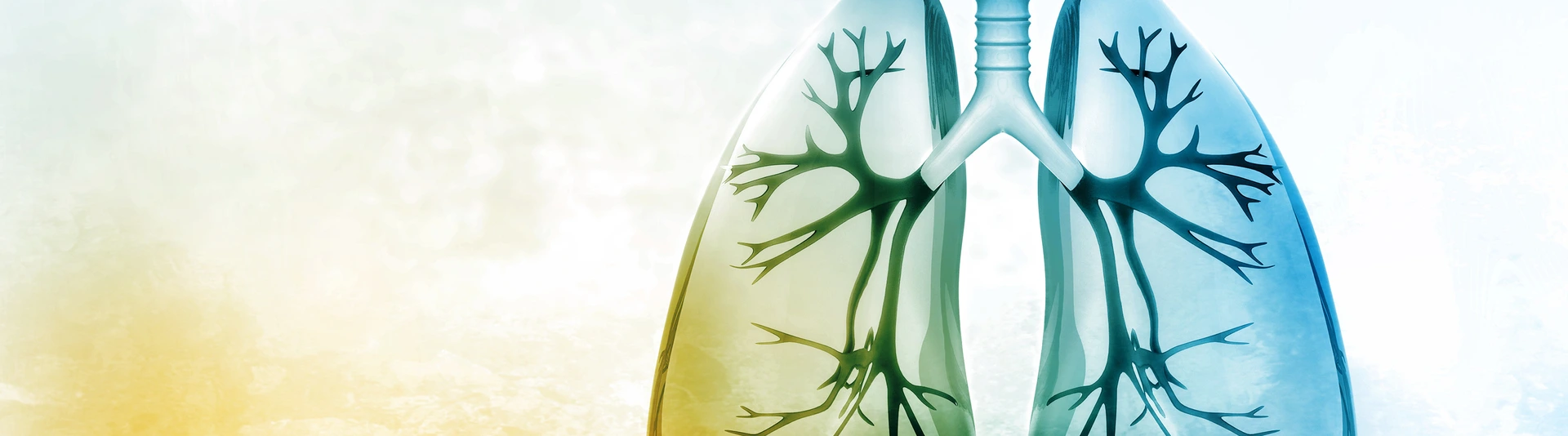 Human lungs