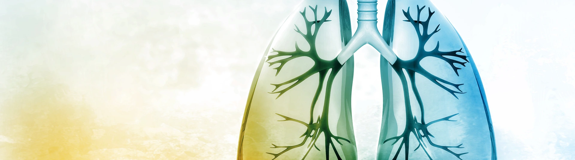 Human lungs