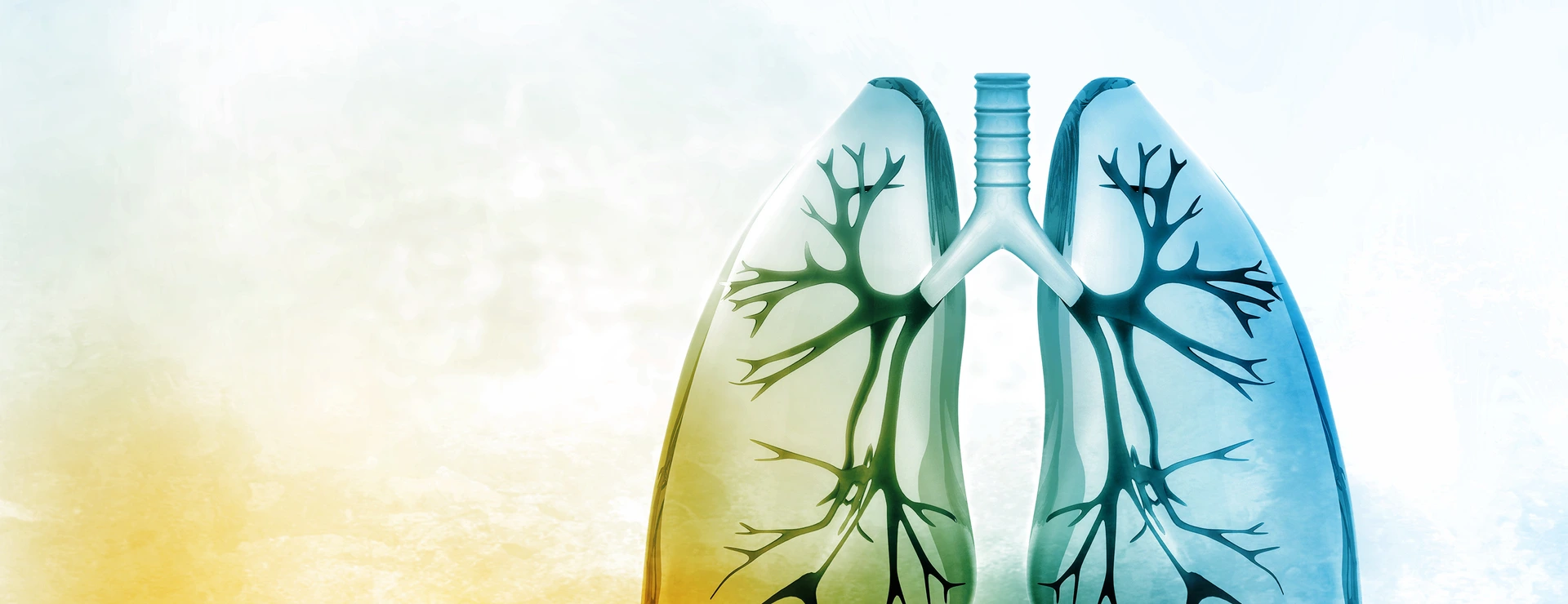 Human lungs