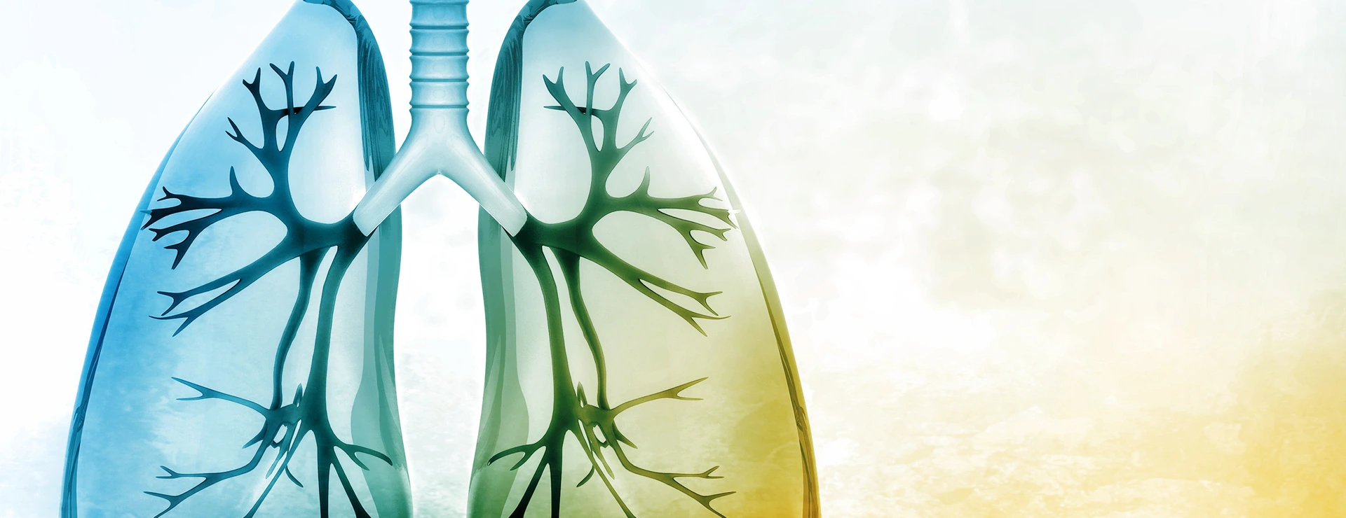 Human lungs