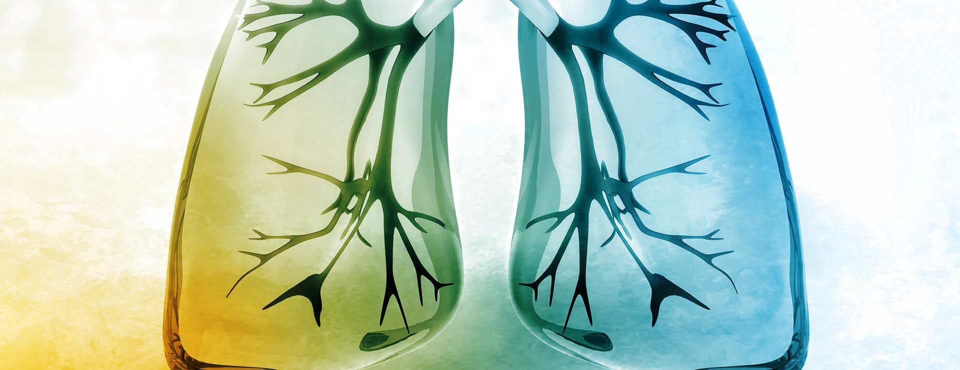 Human lungs