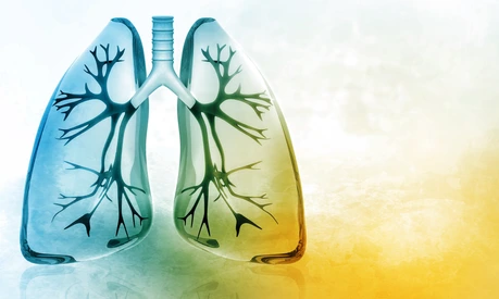 Human lungs
