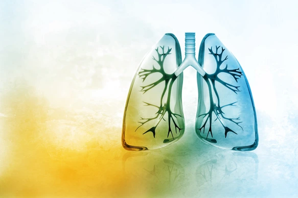 Human lungs