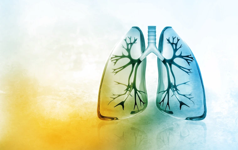 Human lungs