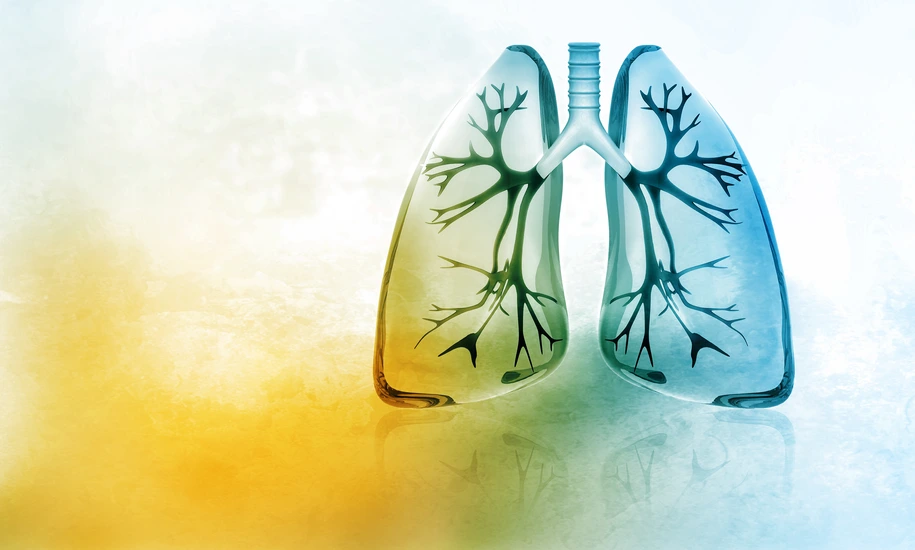 Human lungs