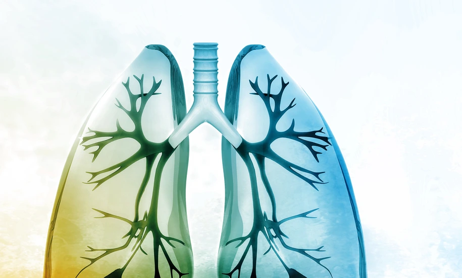 Human lungs