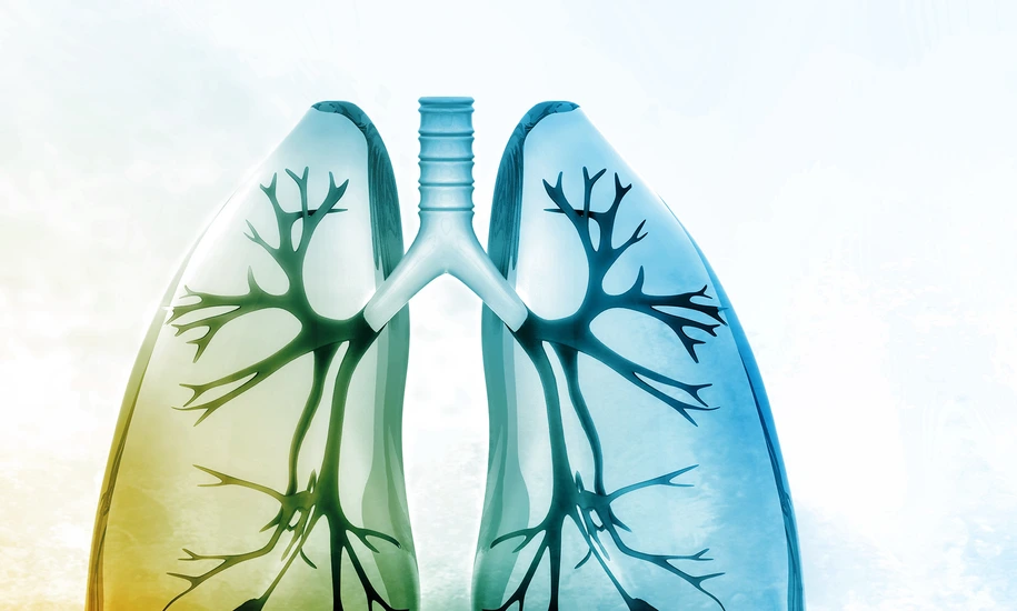 Human lungs