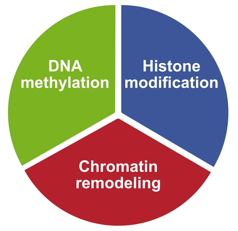 4_the_role_of_epigenetic_regulators_in_acute_leukemias