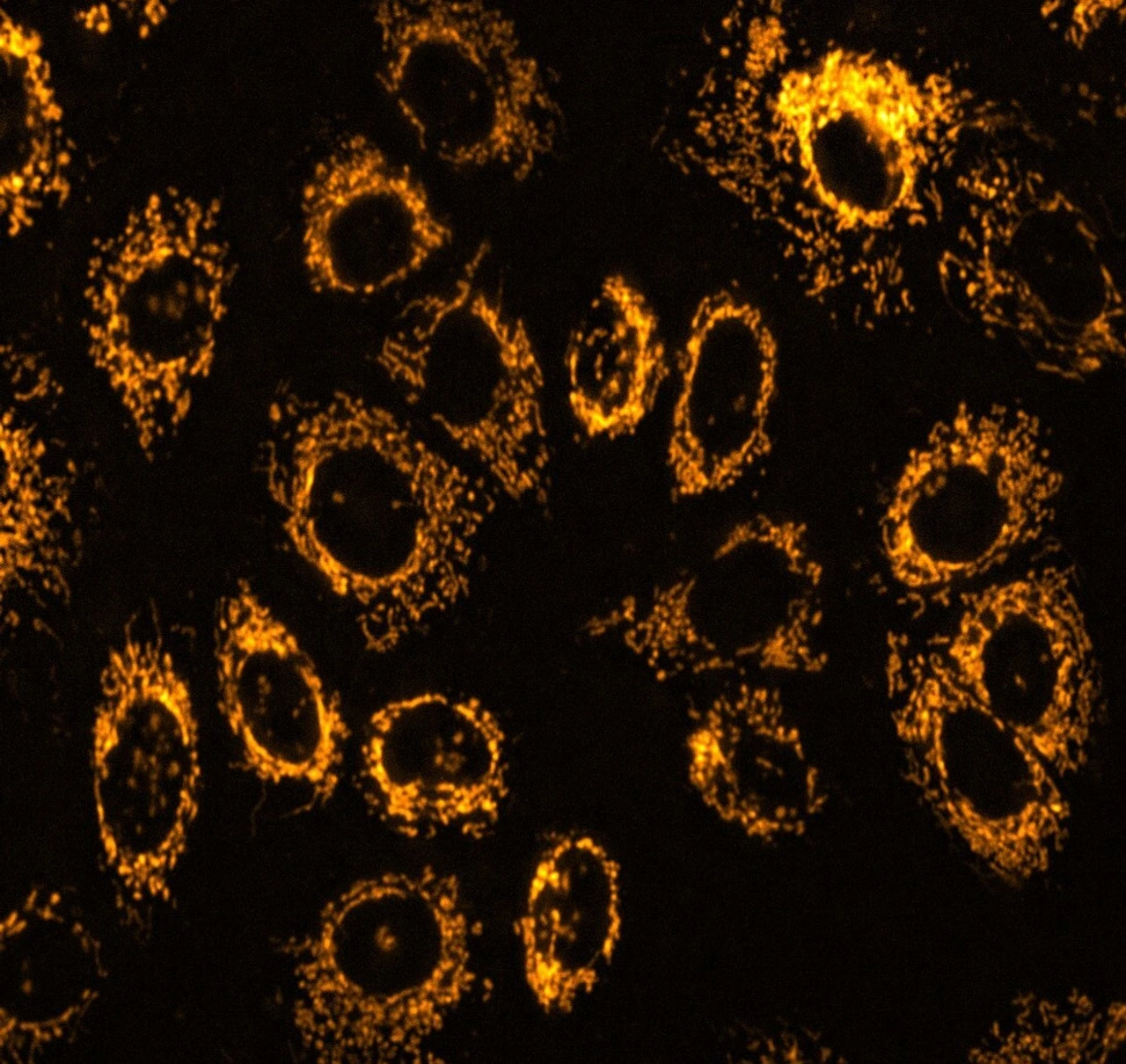 Bild Schmid group Radiobiology IRM