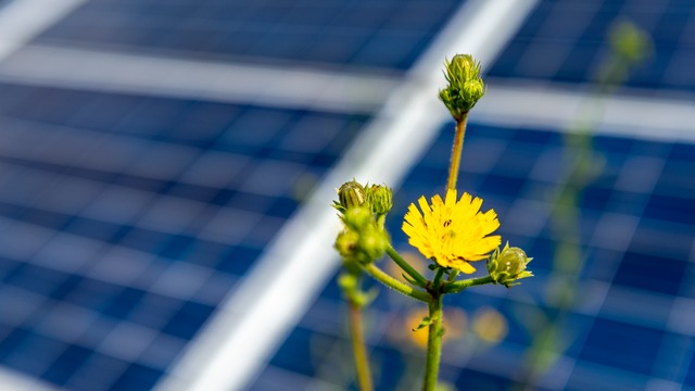 Solar with flower