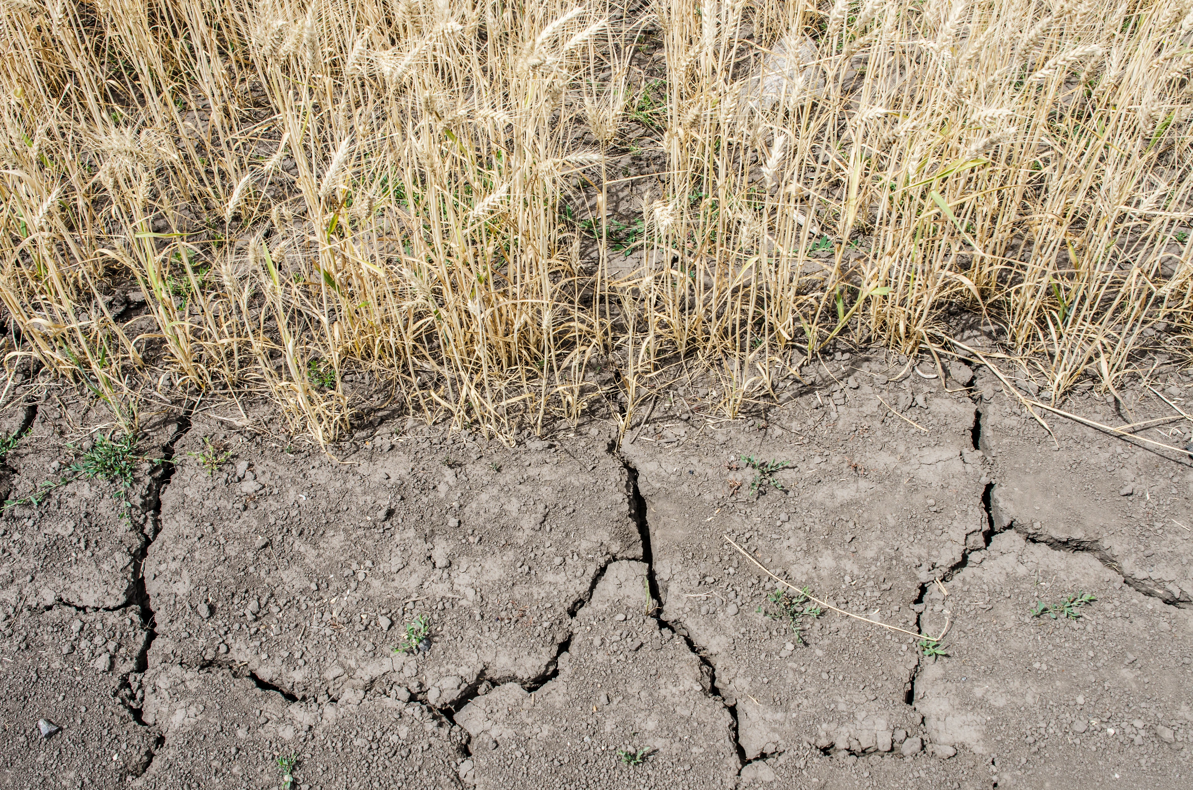 Getreidefeld bei Dürre