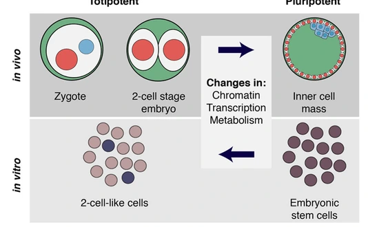 Cell fate reprogramming is accompanied by many molecular changes.