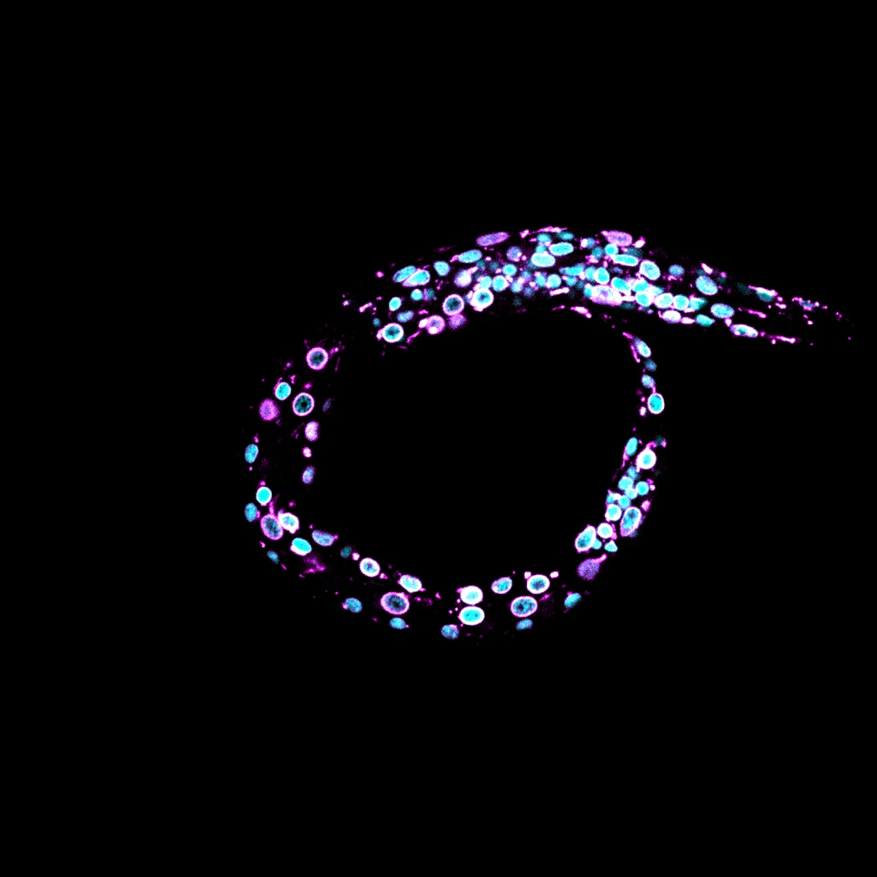 Cabianca_Celegans_Larvae1