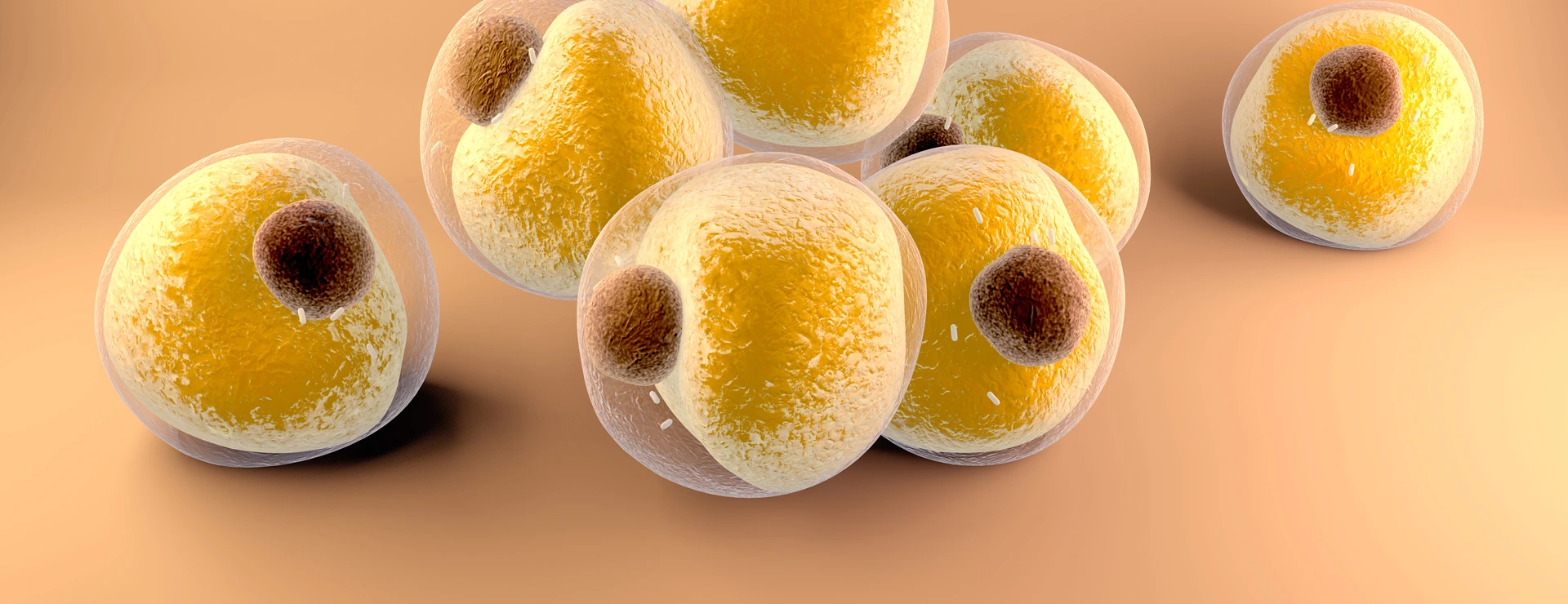 Adipocytes fats cells