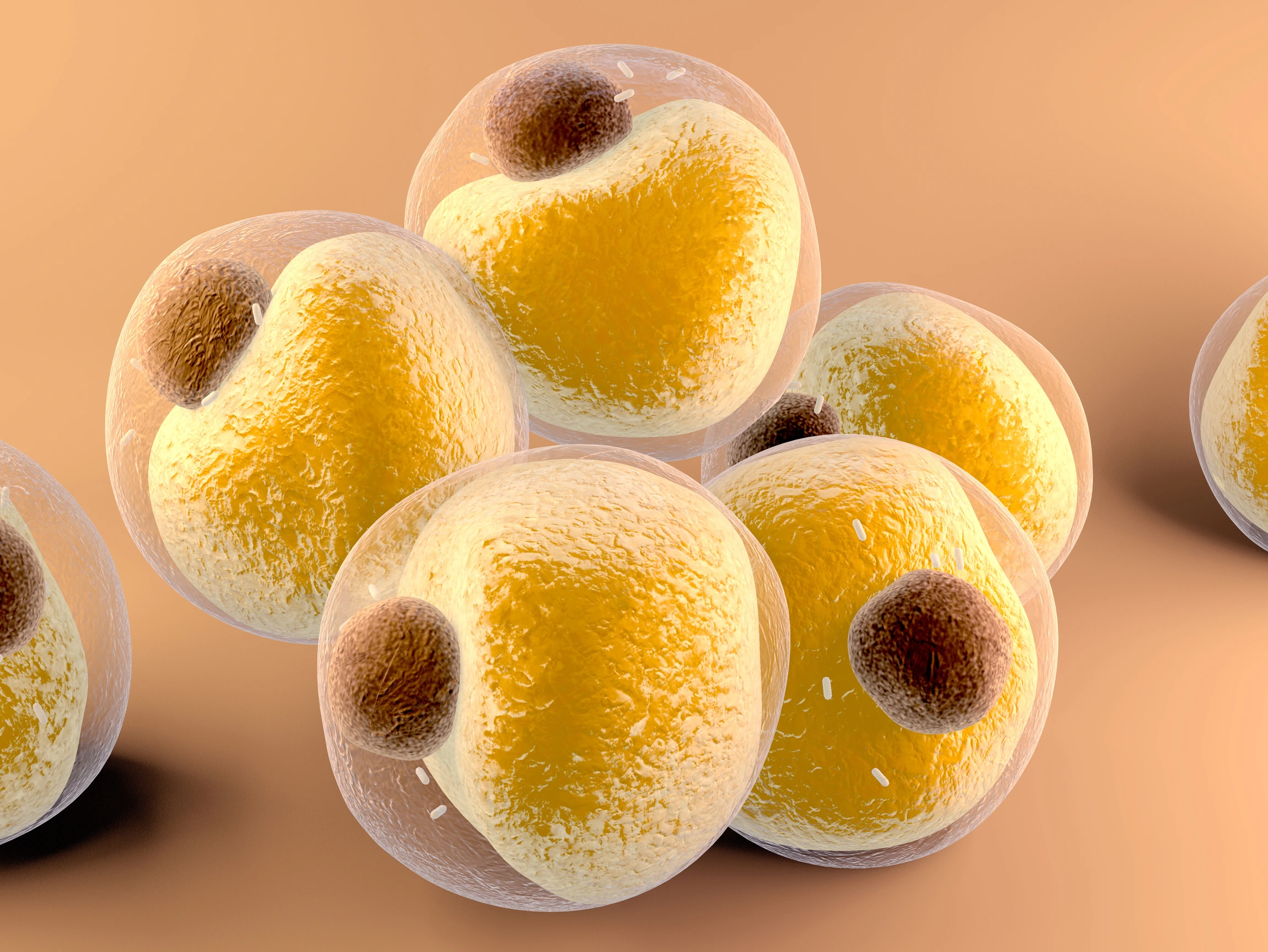 Adipocytes fats cells