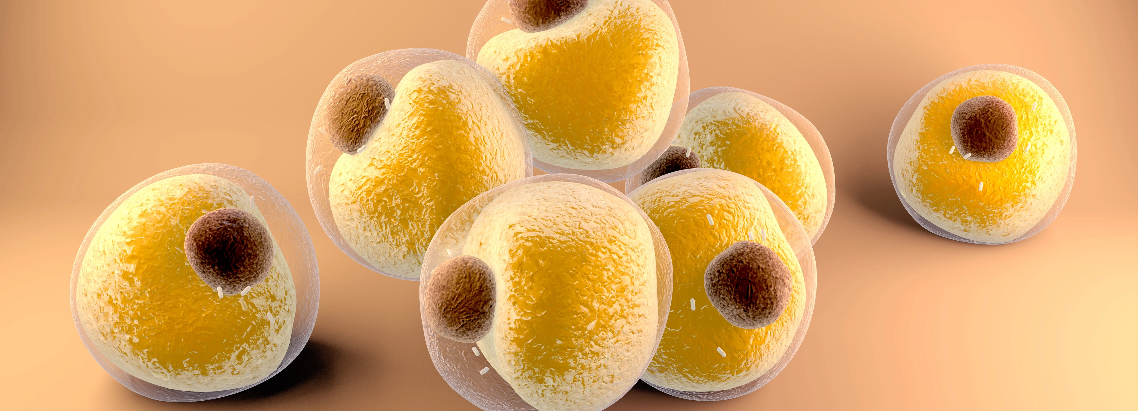 Adipocytes fats cells