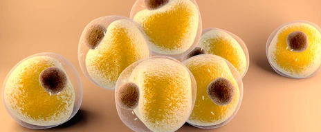 Adipocytes fats cells