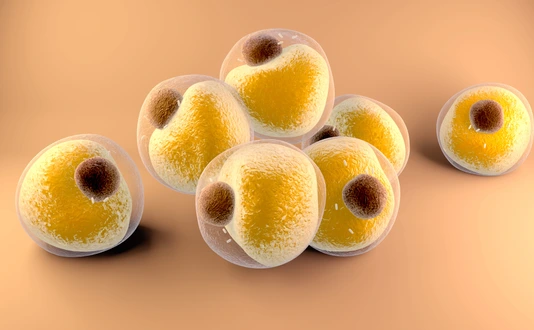 Adipocytes fats cells