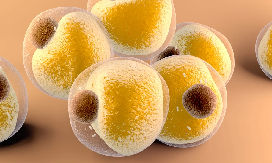 Adipocytes fats cells