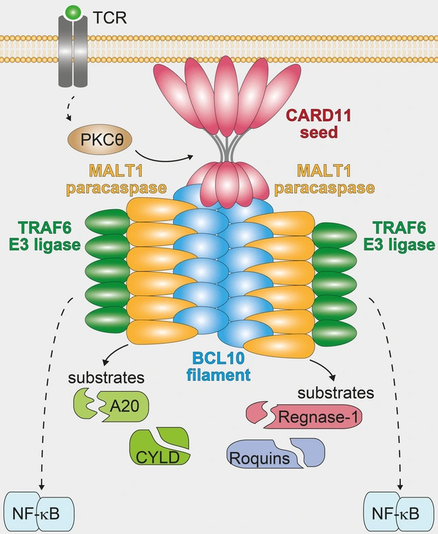 Lymphocyte Signaling