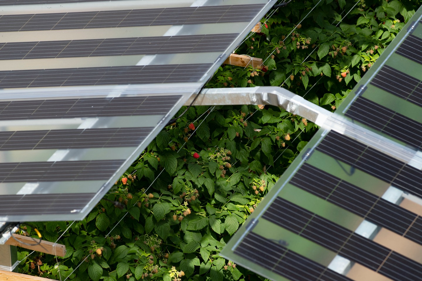 Agri-PV