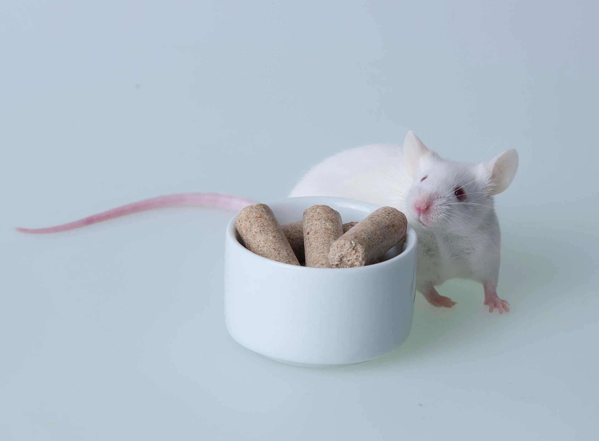 white mouse with food bowl
