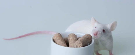white mouse with food bowl