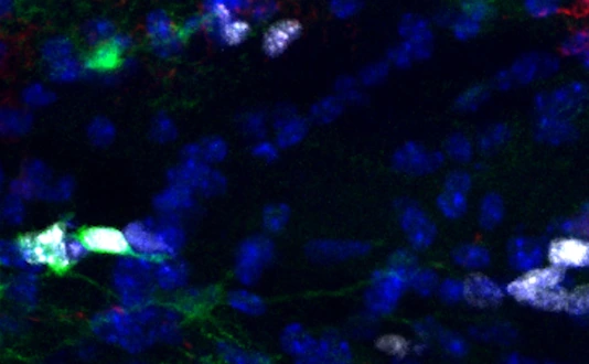 Proliferative Astrocytes in the white matter of the murine brain.
