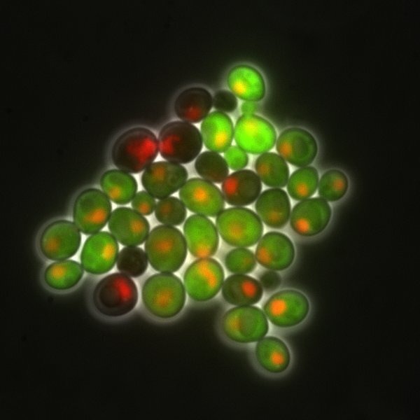Epigenetic_Inheritance_in_yeast_cells