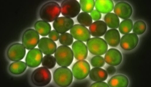 Epigenetic_Inheritance_in_yeast_cells