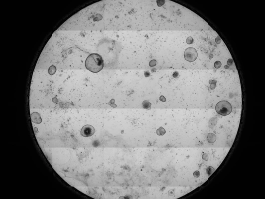 lehmann_aging_macrophages_630x473px