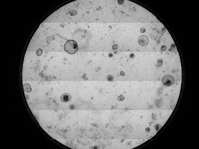 lehmann_aging_macrophages_630x473px